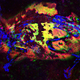 A false-color image showing the fossil chemistry of the ancient mouse. Blue is calcium in the bones, green is zinc, and red is an organic sulfur. Both zinc and sulfur are associated with the biochemistry of red pigment. Regions rich in both zinc and sulfur are shown in yellow.